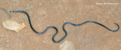 Castoe's Coralsnake photo 2
