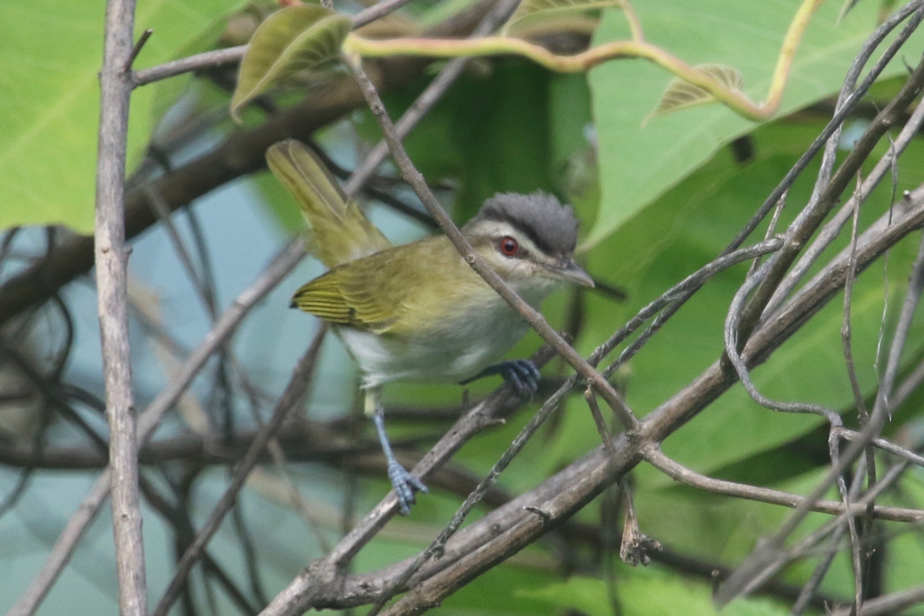 Vireo olivaceus image