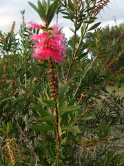 Melaleuca glauca