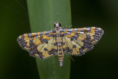 Eurrhyparodes tricoloralis
