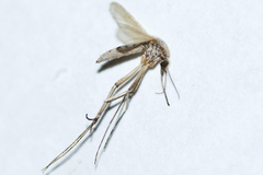 Aedes dorsalis