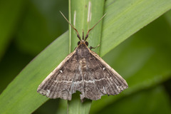 Adrapsa ablualis