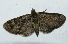 Pasiphila rectangulata