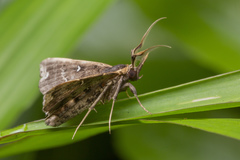 Adrapsa ablualis