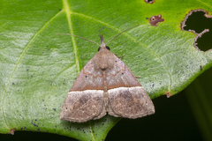 Hypena robustalis