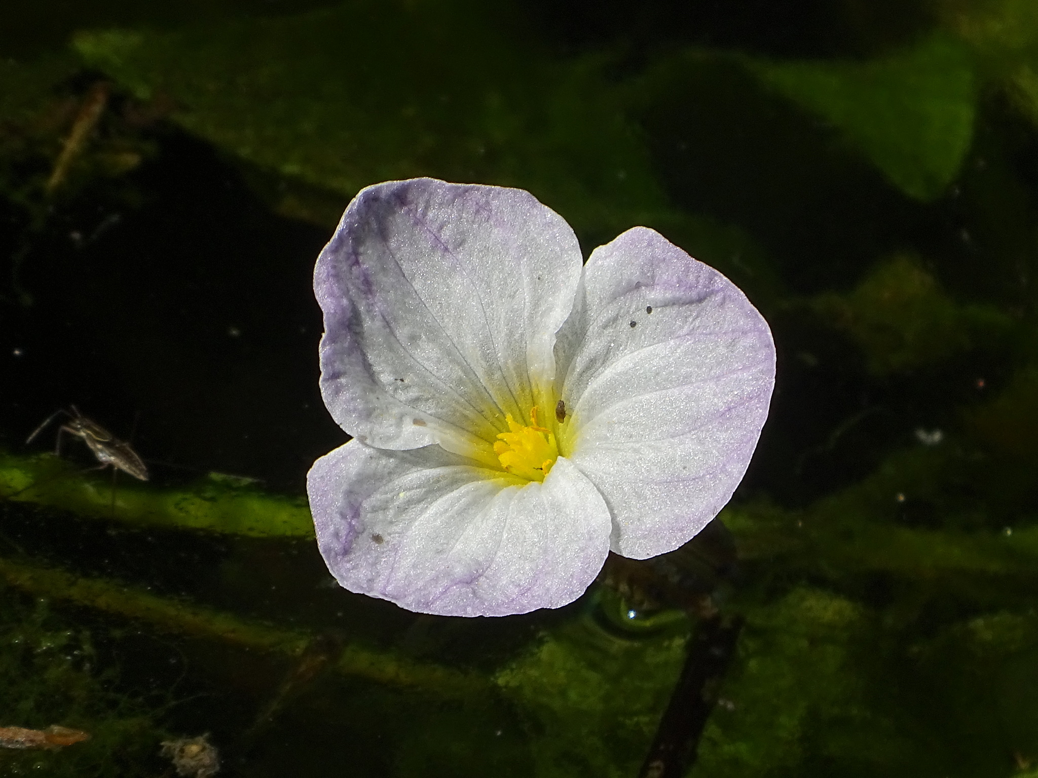 Ottelia alismoides