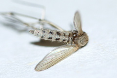 Aedes dorsalis