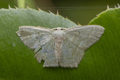 Maxates melancholica