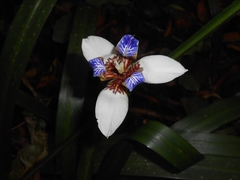 Trimezia gracilis