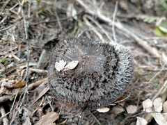 Lepista fibrosissima