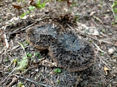 Lepista fibrosissima