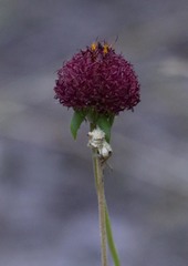 Gaillardia aestivalis