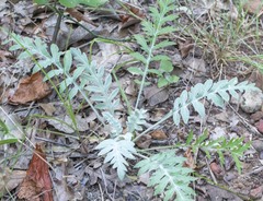 Hymenopappus artemisiifolius