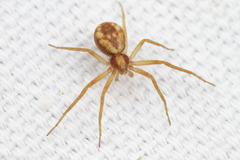 Philodromus rufus pacificus