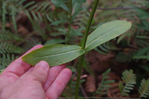 Image of Physostegia digitalis by (c) Eric Knight, some rights reserved (CC BY)