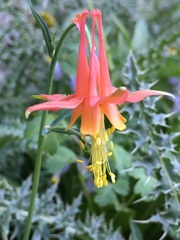 Aquilegia shockleyi