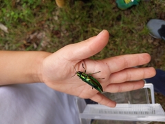 Chrysochroa fulgidissima