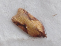Acleris aspersana