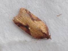 Acleris aspersana