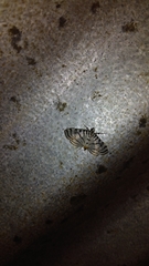 Conchylodes ovulalis