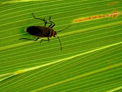 Dysdercus bimaculatus