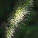 Pennisetum alopecuroides - Photo no hay derechos reservados, subido por 葉子