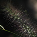 Chinese Pennisetum - Photo (c) 葉子, some rights reserved (CC BY-NC), uploaded by 葉子