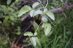 Alnus incana tenuifolia