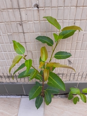 Ficus subpisocarpa