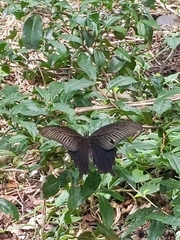 Papilio demetrius