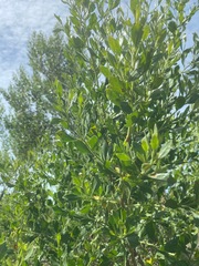 Baccharis halimifolia image