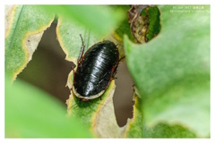 Opisthoplatia orientalis