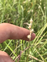Carex bicknellii