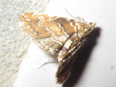 Elophila turbata
