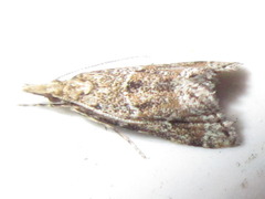 Microchilo inexpectellus