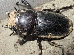 Serrognathus titanus castanicolor