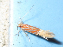 Labdia semicoccinea