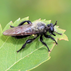 Laphria flavicollis