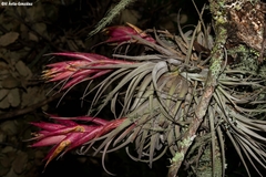 Tillandsia erubescens