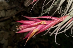 Tillandsia erubescens