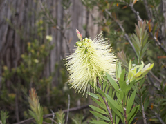 Melaleuca virens