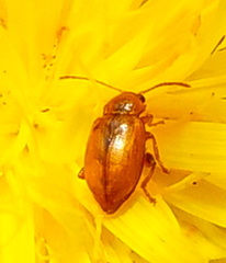 Neocrepidodera