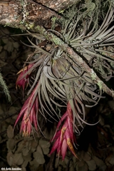 Tillandsia erubescens