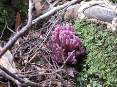 Ramaria versatilis