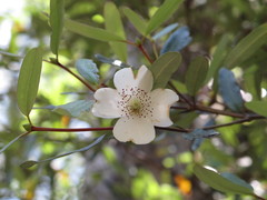 Eucryphia lucida