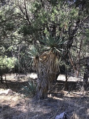 Yucca schottii