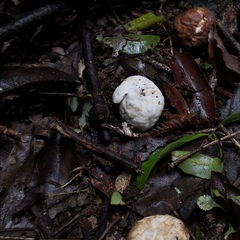 Protubera parvispora