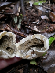 Protubera parvispora