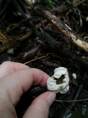 Protubera parvispora