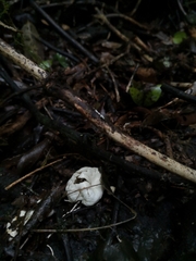 Protubera parvispora